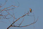 Osprey In Tree